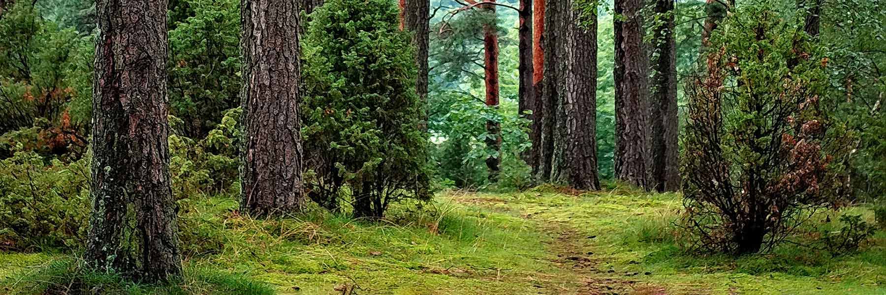 Business For Good Purposes Page Forest Background